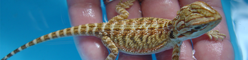 Bearded dragon: Bathing / Swimming