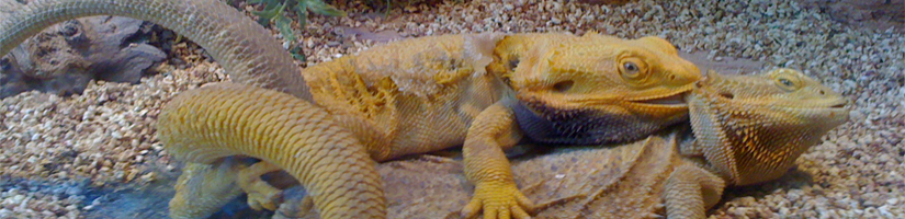 Bearded Dragon: Fertilization