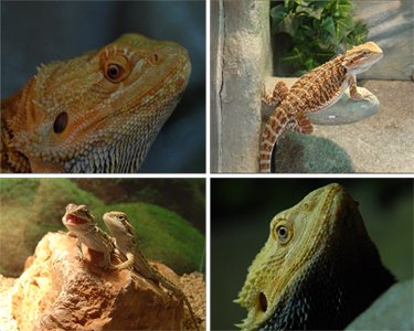 Bearded dragon: External features