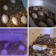 De eieren van een baardagaam